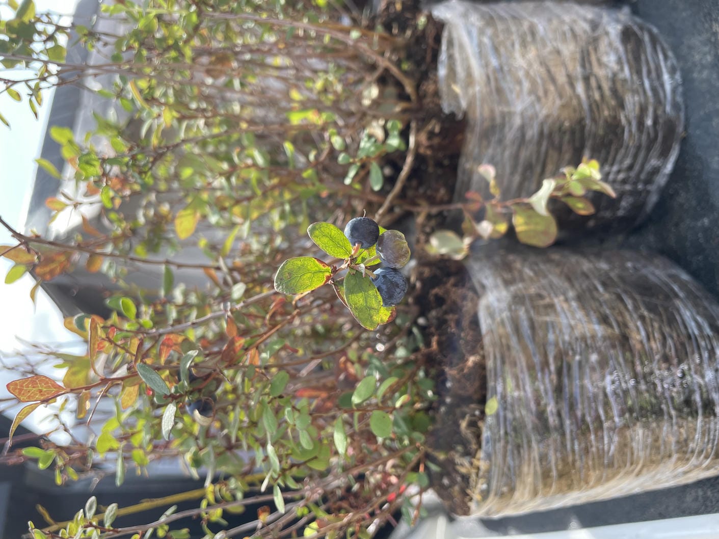 Vegetation Trial Plots